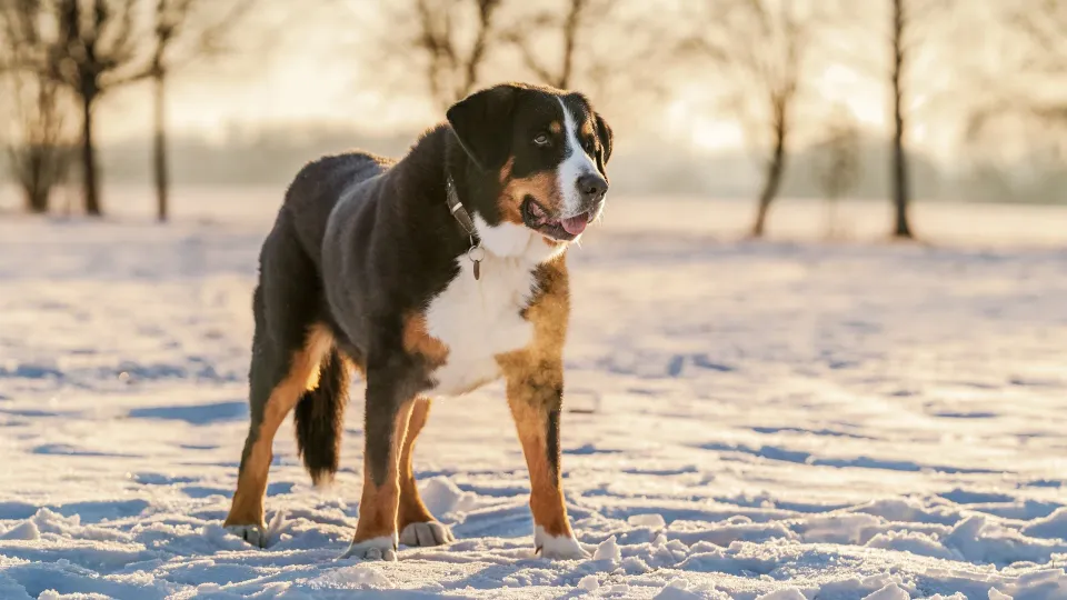 Great Swiss Mountain Dog